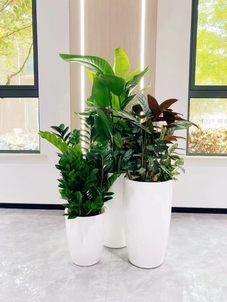 宁波鄞州盆景租摆，打造专属你的自然景观盛宴